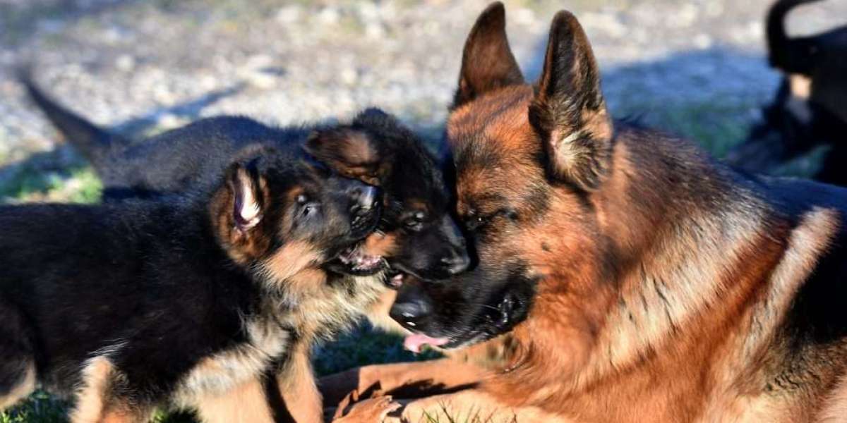 Understanding and Caring for Schäferhundwelpen: A Comprehensive Guide