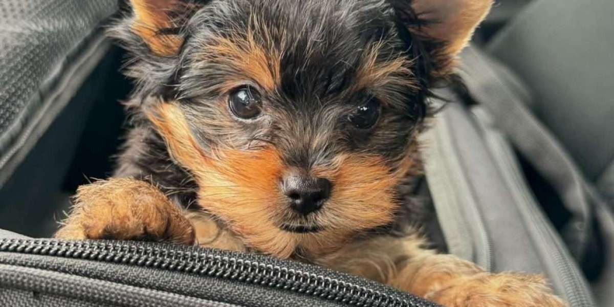Yorkshire Terrier Welpen: A Comprehensive Guide for Aspiring Owners
