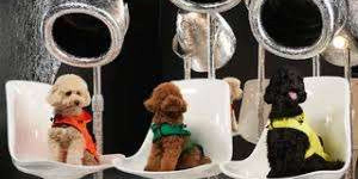 Stylish Dog Accessories That Also Serve a Purpose