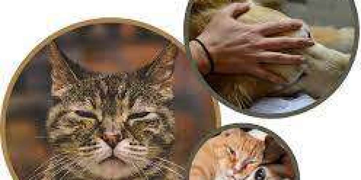 Why In-Home Pet Euthanasia Is the Most Peaceful Choice for Dogs and Cats
