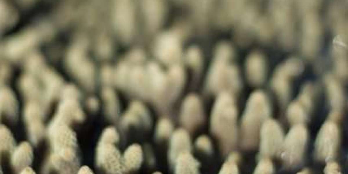 Understanding KPV Peptide: Uses, Dosages, and Regulatory Standing