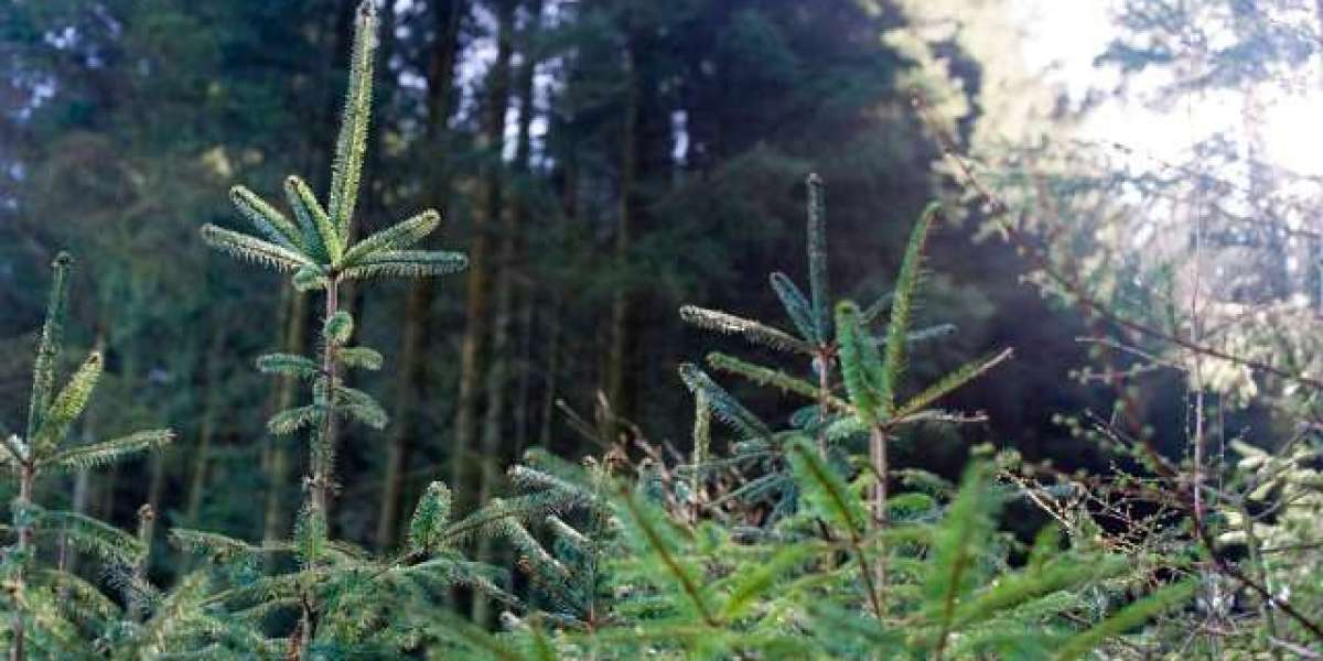 Lucky Ones Casino Australia Reviews of Pokies & Bonuses Reviews Read Customer Service Reviews of luckyones-casino on