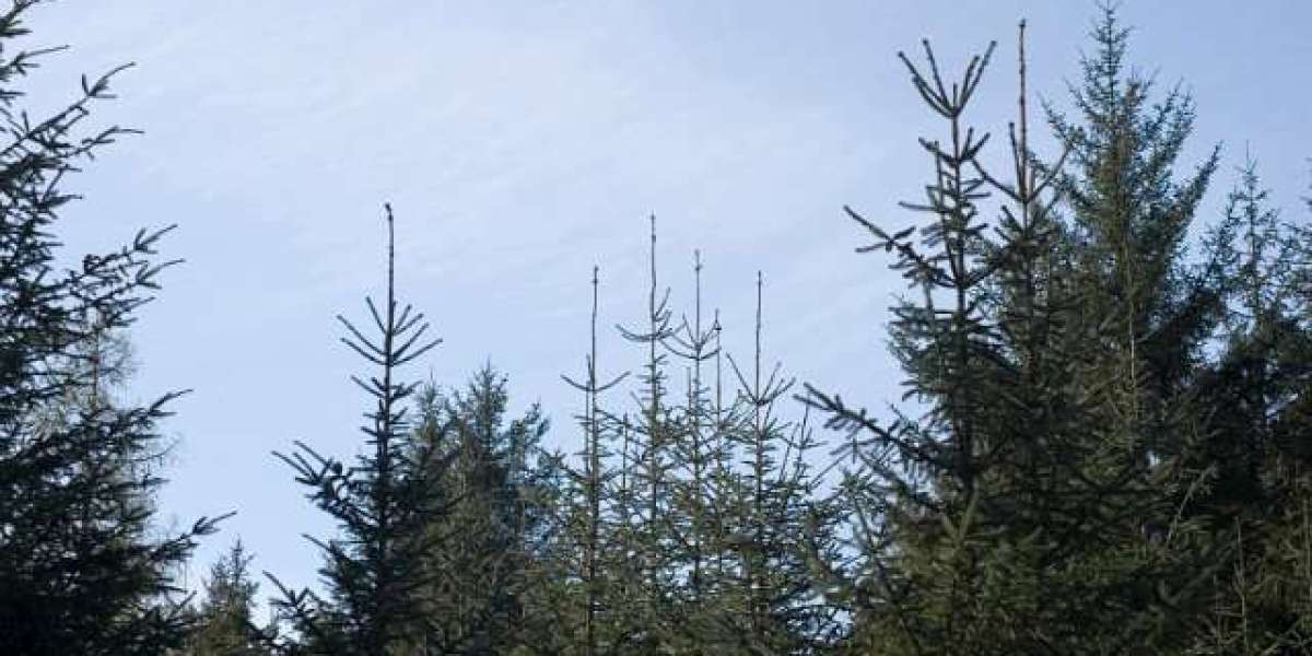 Meet the People Behind the Play