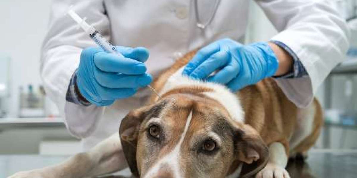 A Compassionate Guide to Dog Euthanasia: Signs It’s Time, Quality-of-Life Scales, the Process, and How to Comfort Your D