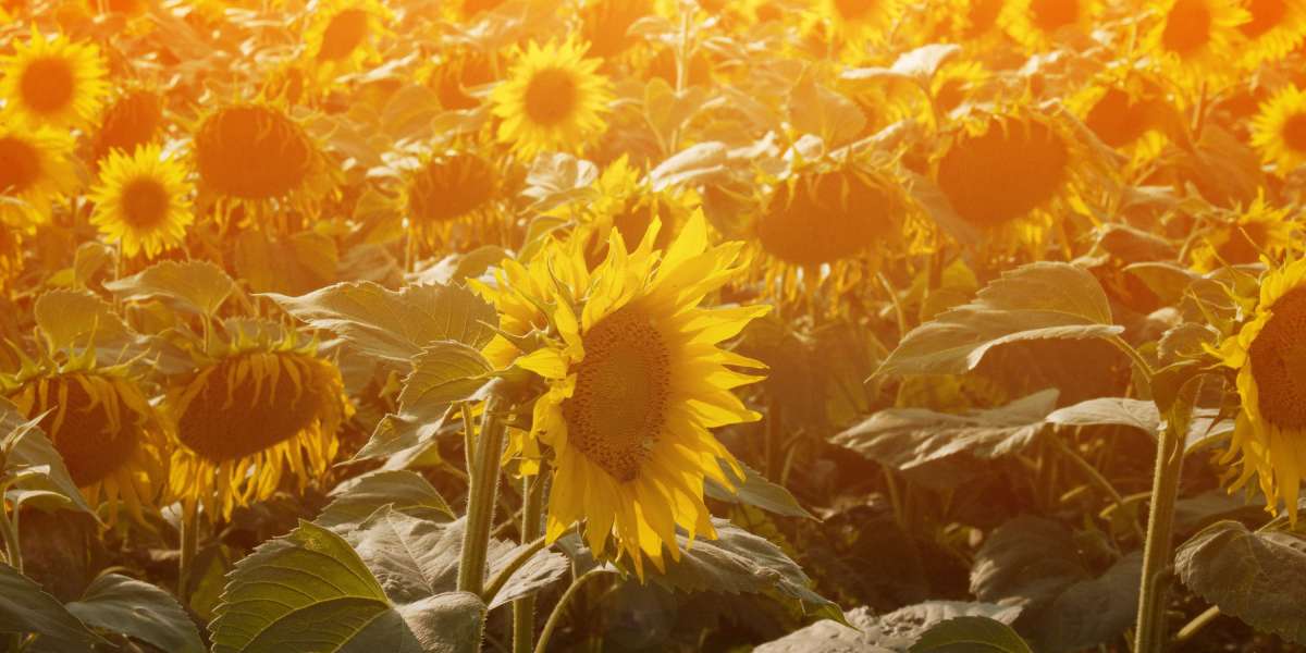 The Best Company to Rollover IRA To Gold: A Complete Evaluation