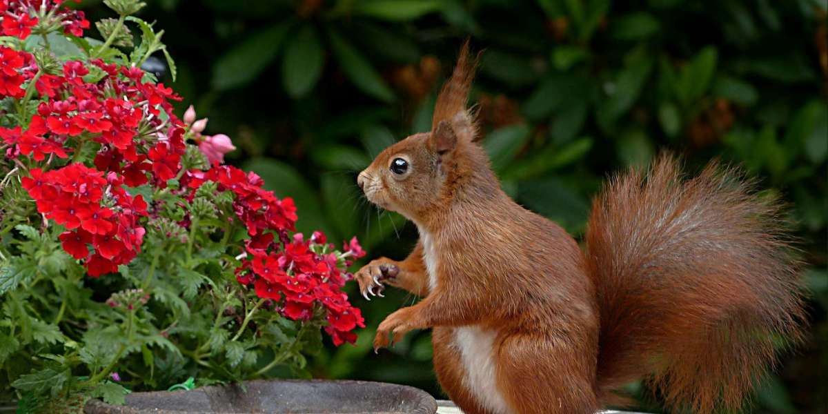 Why Top Players Are Chasing the Revered Resin Amber Amulet