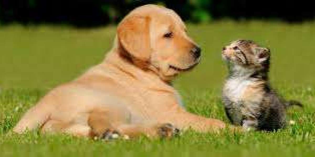 Gentle At-Home Dog Euthanasia Care | Professional, Caring, and Peaceful Pet Services