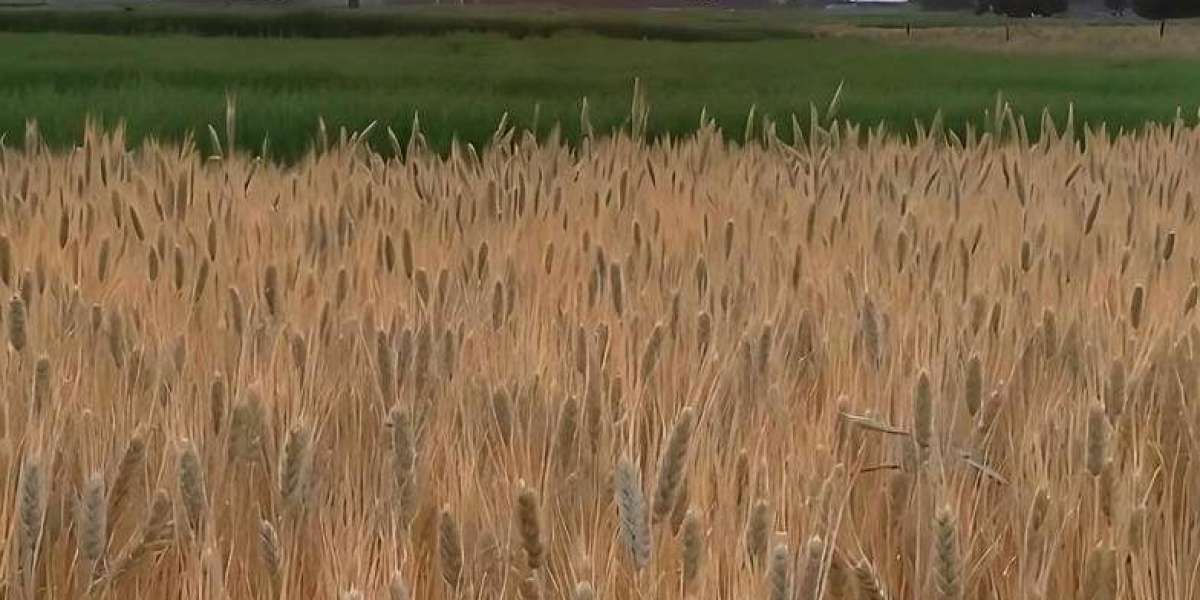 Top Qualities That Define the Best Basmati Rice Brand in UAE