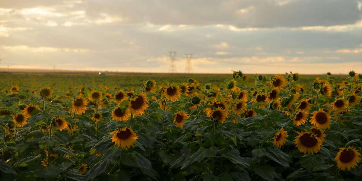 Why Whetstone demand spikes in new leagues