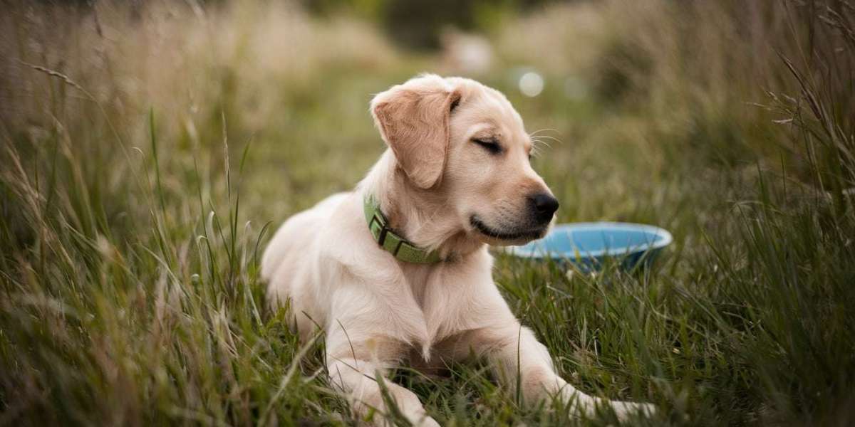 Pet Vaccinations Explained: Disease Prevention, Effectiveness & Travel or Boarding Requirements