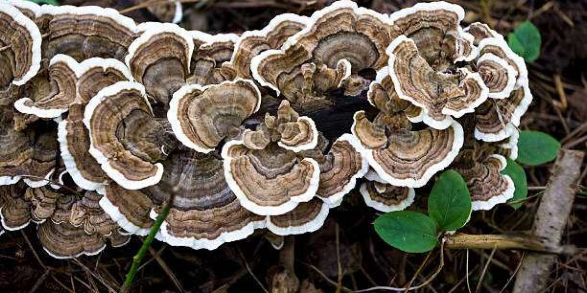 The Global Supply Chain Behind Medicinal Mushroom Products