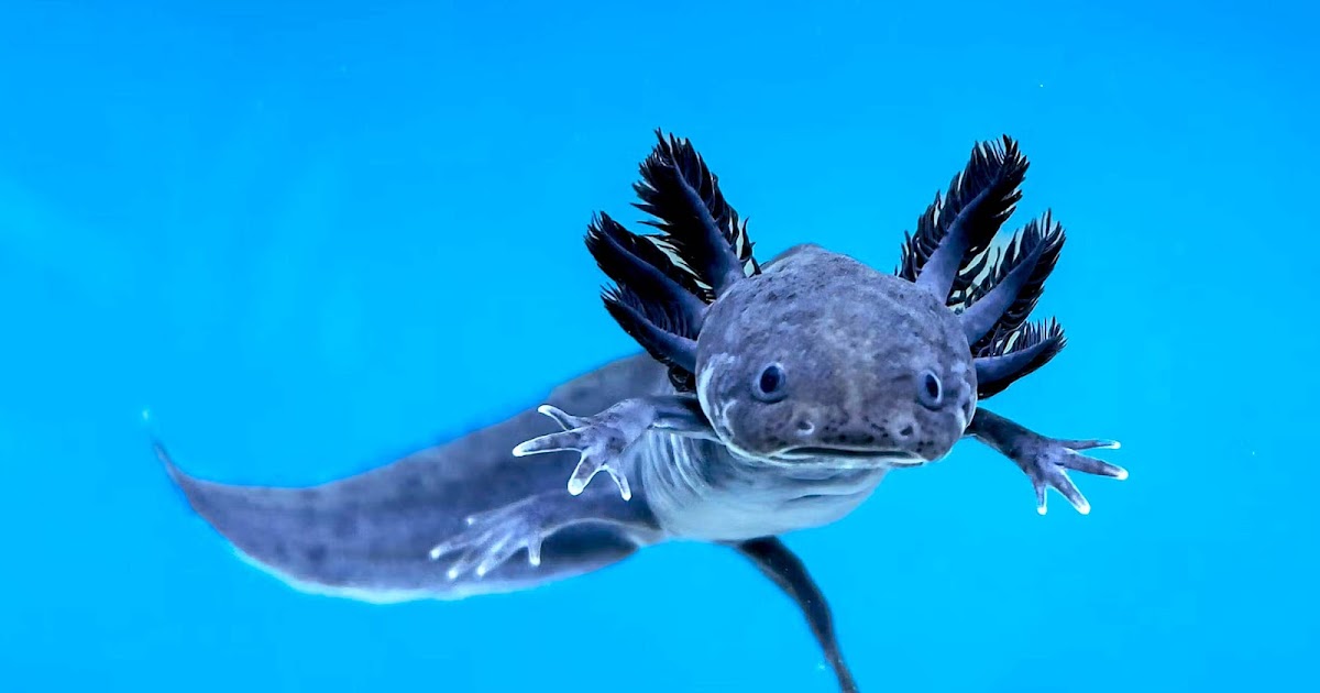 Animals: What are some animals that most people have never seen before?