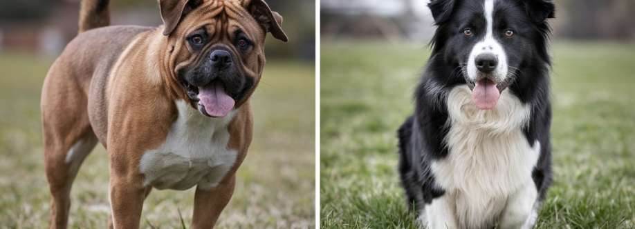 Chats Wood Vet Cover Image