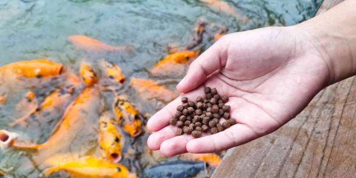 Key Factors Supporting Long-Term Ornamental Fish Feed Adoption