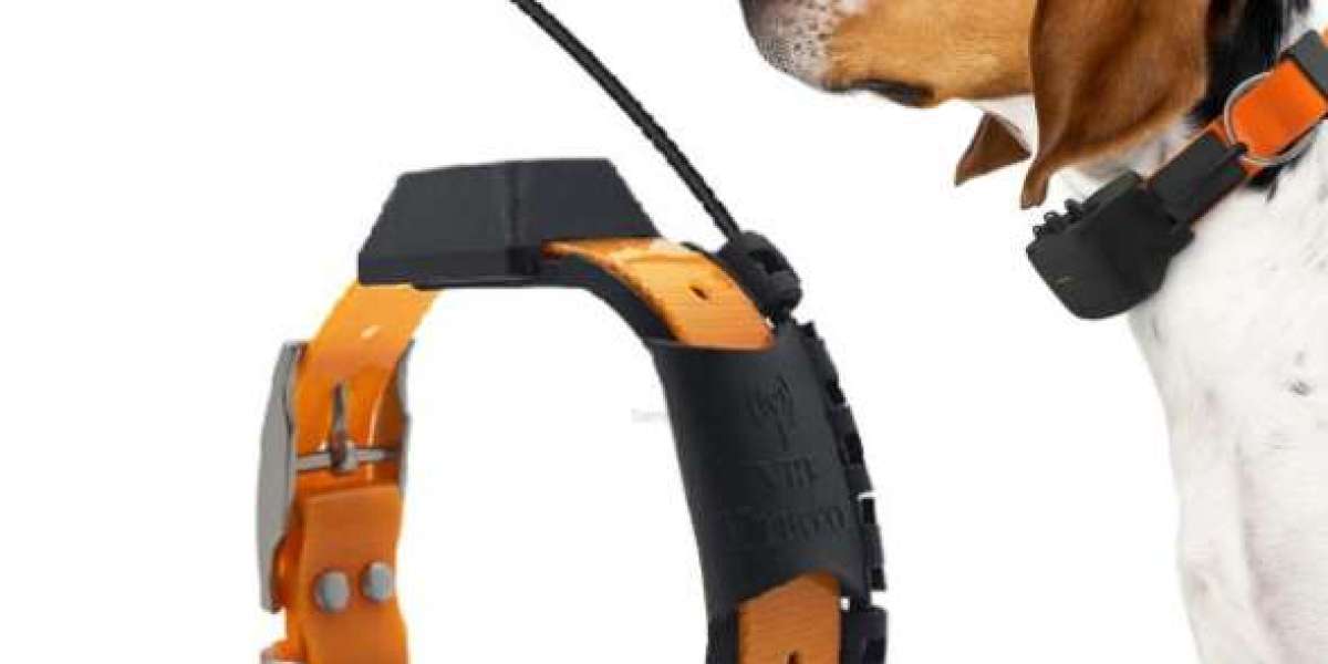 Practical Innovations That Support Pet Safety Daily