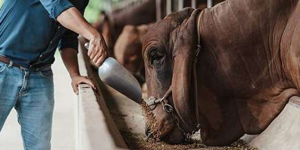 Digital Agriculture’s Role in the Genetically Modified Feed Market