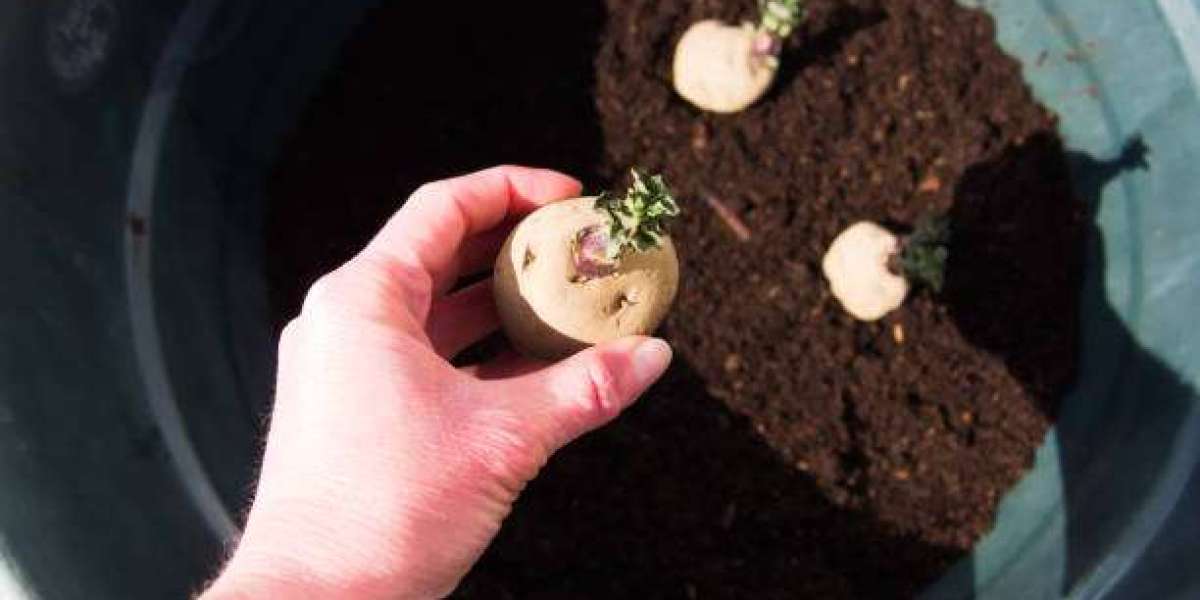 Forecasting Revenue Trends in the Potato Planter Segment