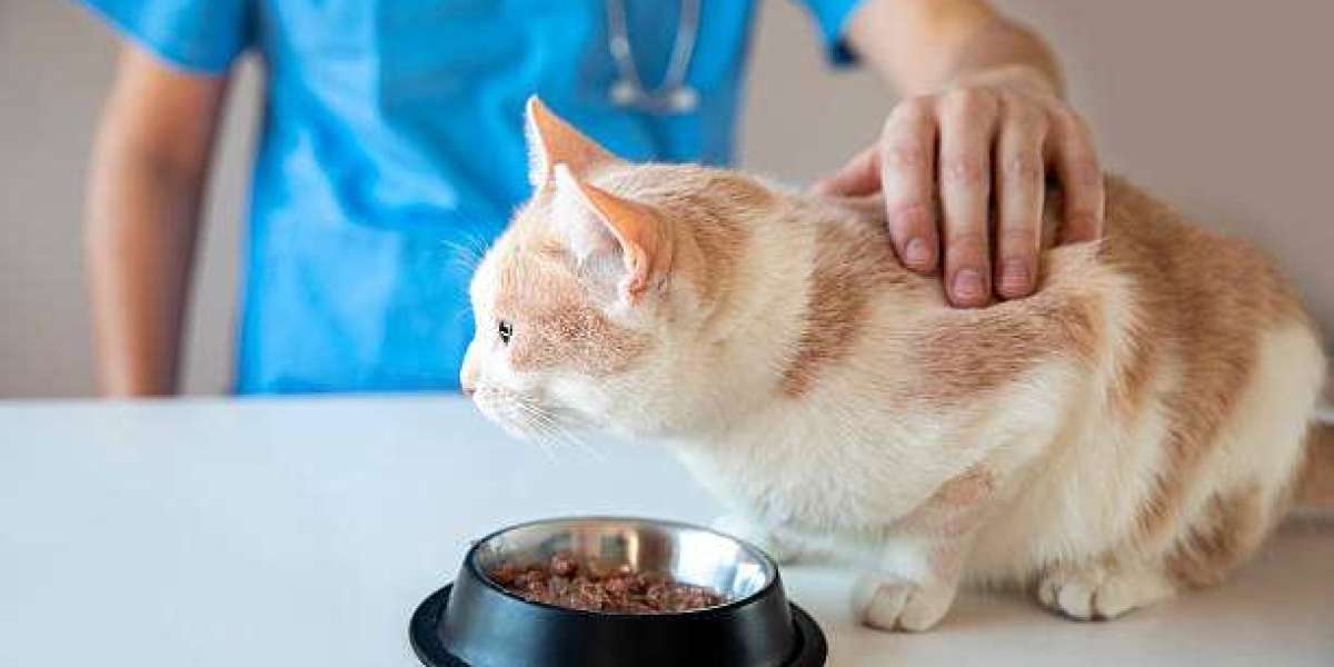 Distribution Channels Transforming the Pet Veterinary Diet Market
