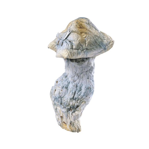 4A Big Smurf Mushrooms - Culture Canabis