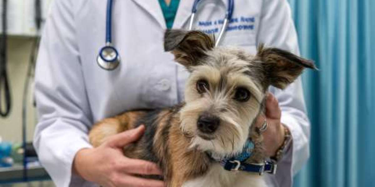 Trusted In-Home Pet Euthanasia for Comfort and Peace