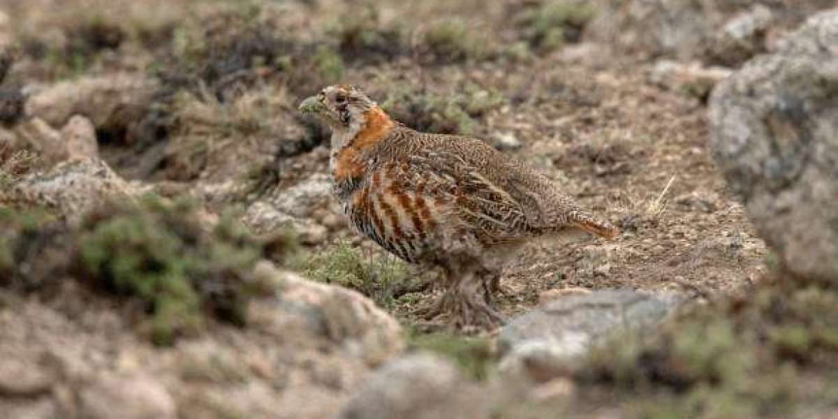 Innovations Improving Efficiency in Feather Meal Processing