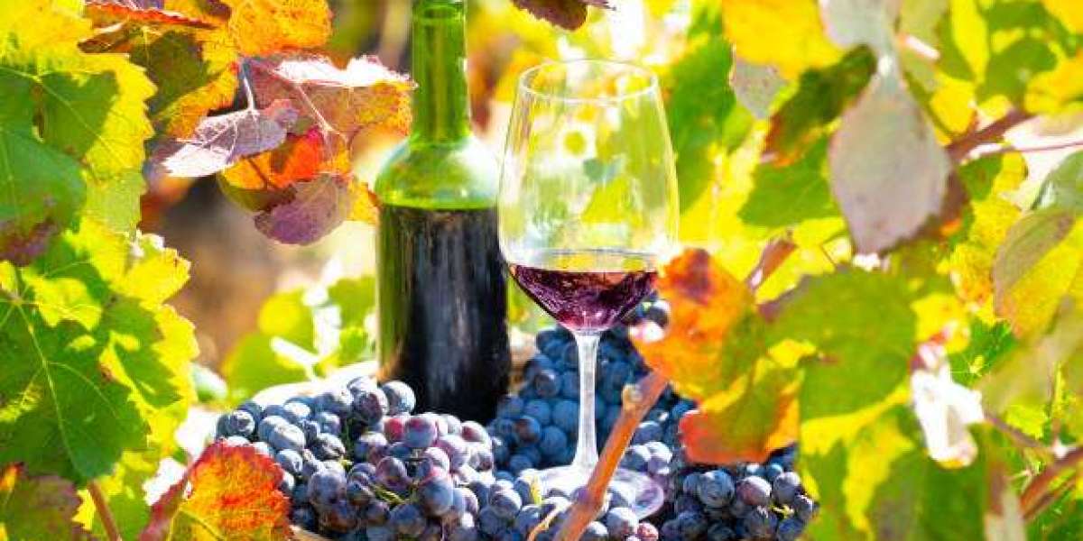 The Rising Demand Shaping the Future of Organic Wine Worldwide