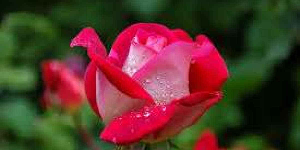 Orlando Hypnosis Therapy: Transform Your Mind Naturally