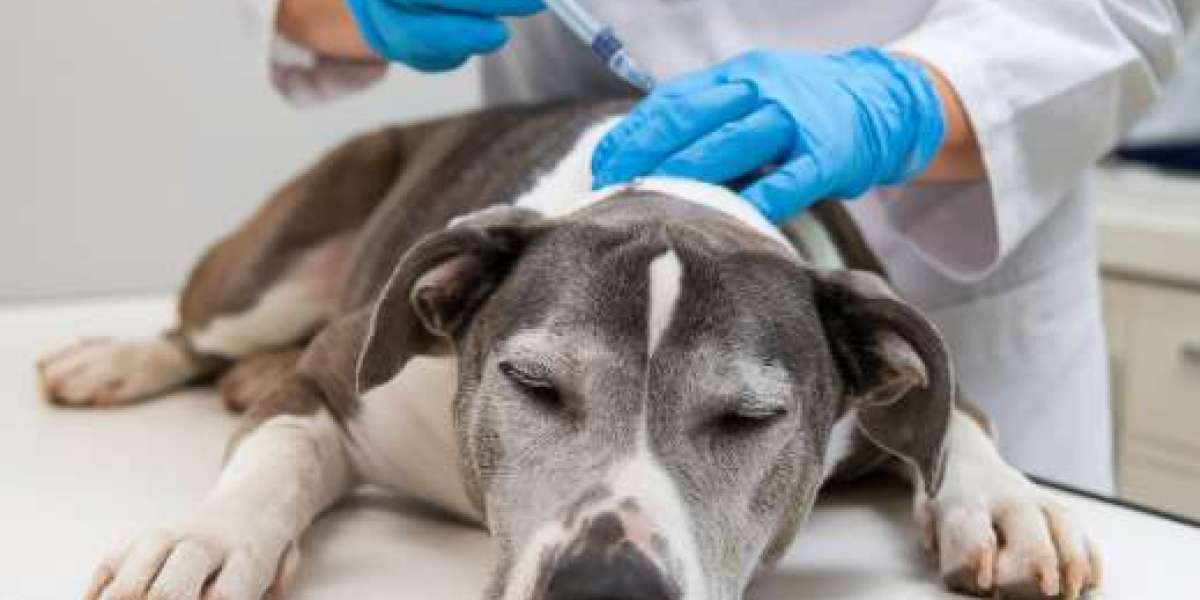 Euthanasia for Dogs: A Compassionate Guide for Pet Owners