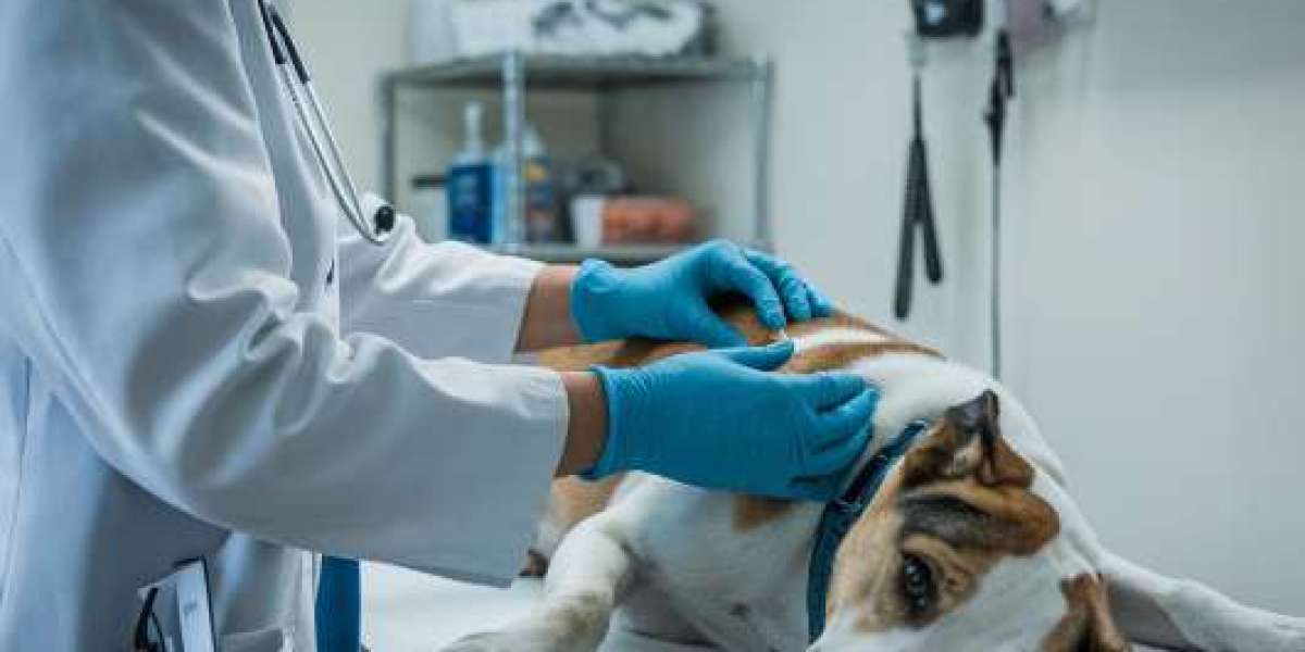 Making the Kindest Choice: Understanding Pet Euthanasia