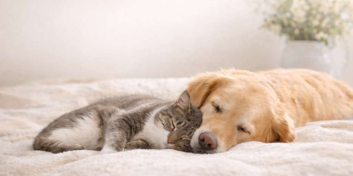 Stress-Free At-Home Dog Euthanasia Support